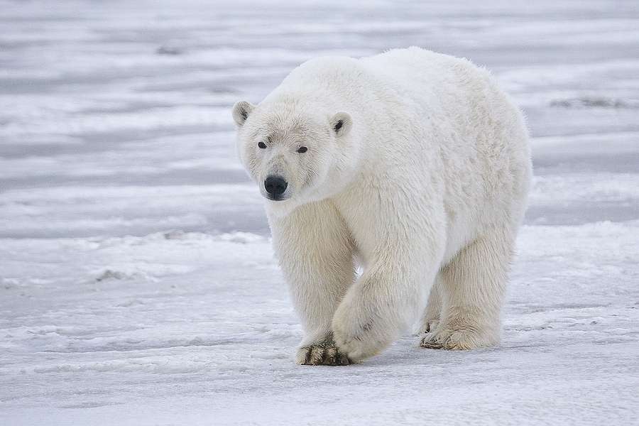 Polar urs de mers pe jos. jigsaw puzzle online