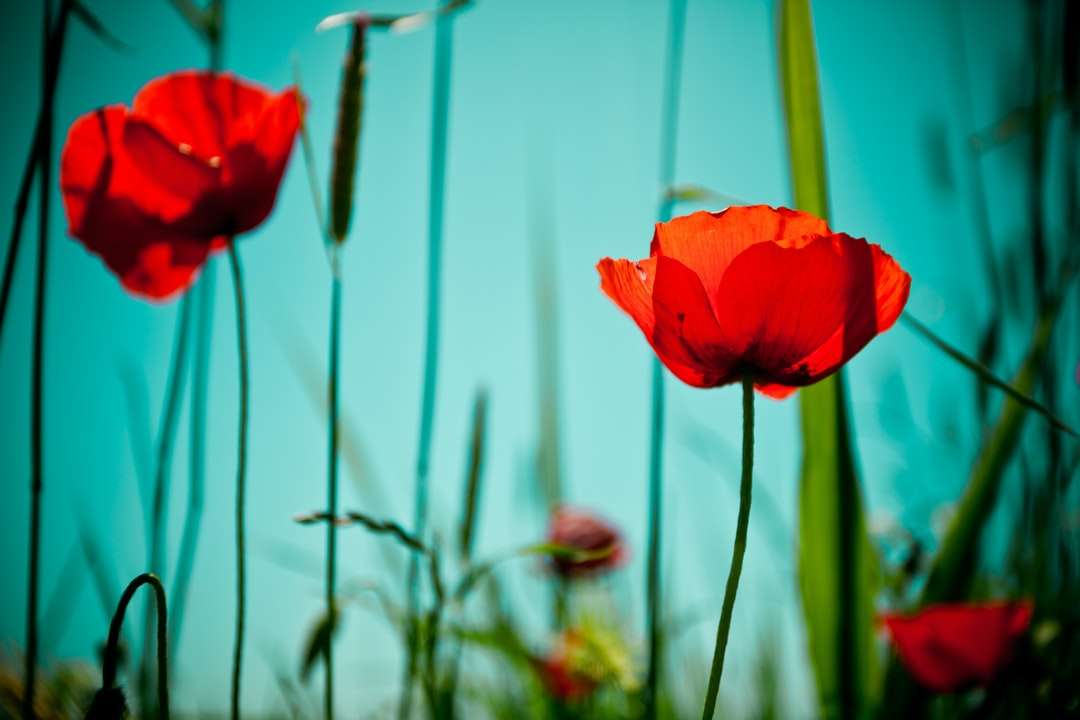 röd blomma i grunt fokuslins pussel på nätet