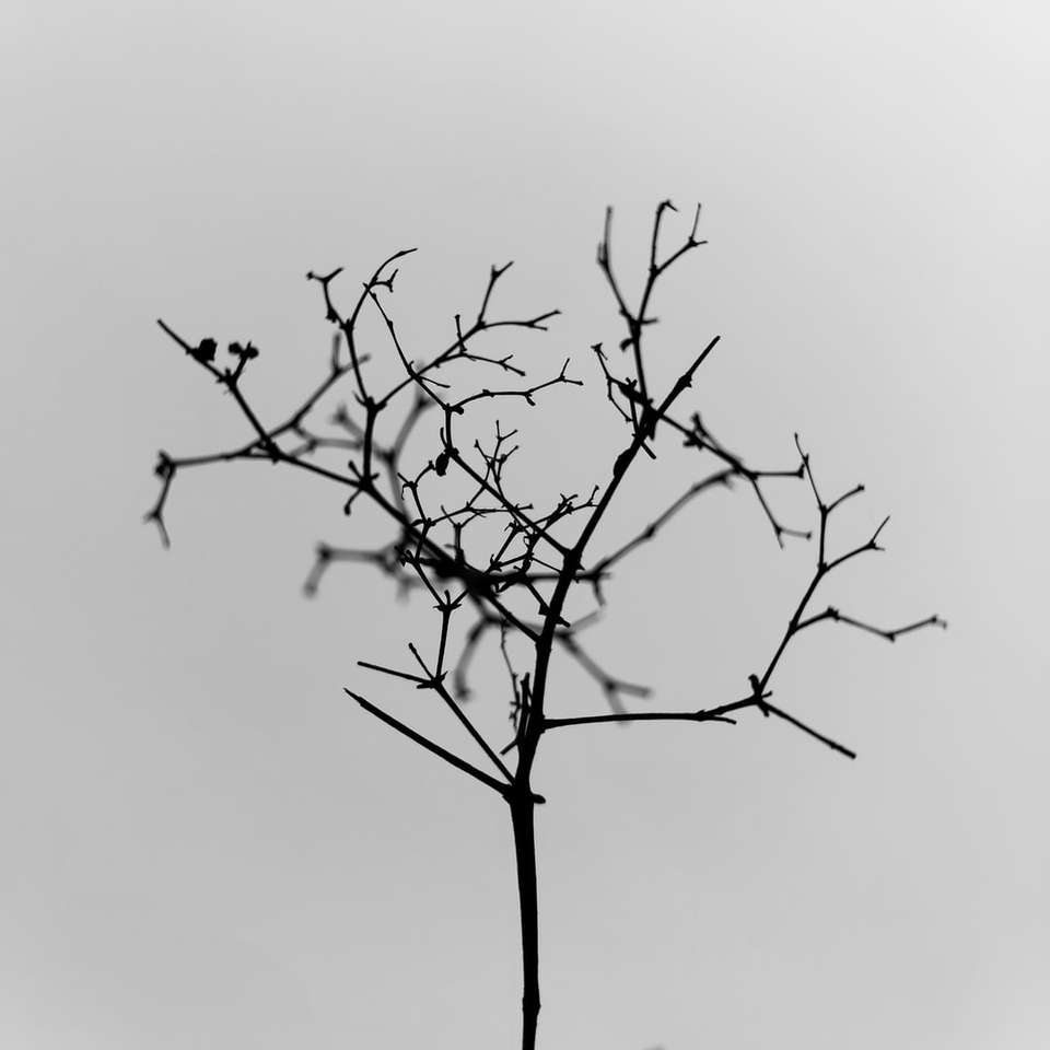 Árbol sin hojas negro bajo el cielo blanco rompecabezas en línea