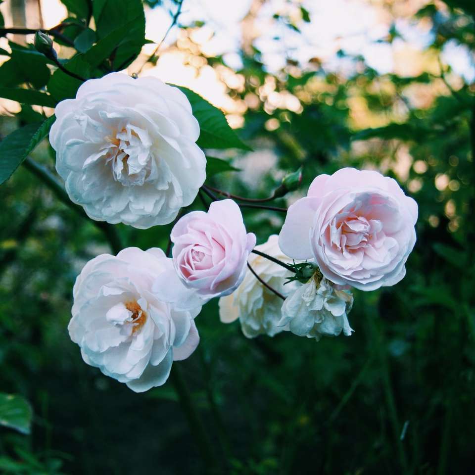 Flori roz în lentilă de schimb de înclinare puzzle online