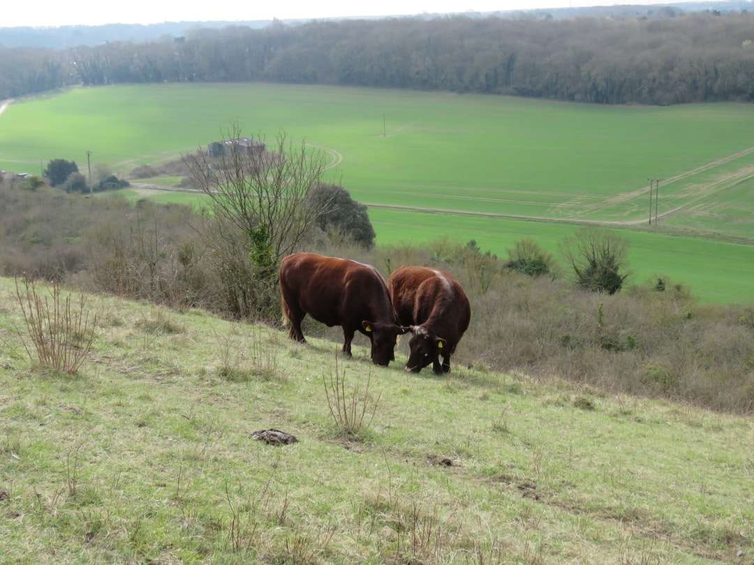 Mucca marrone sul campo di erba verde durante il giorno puzzle online