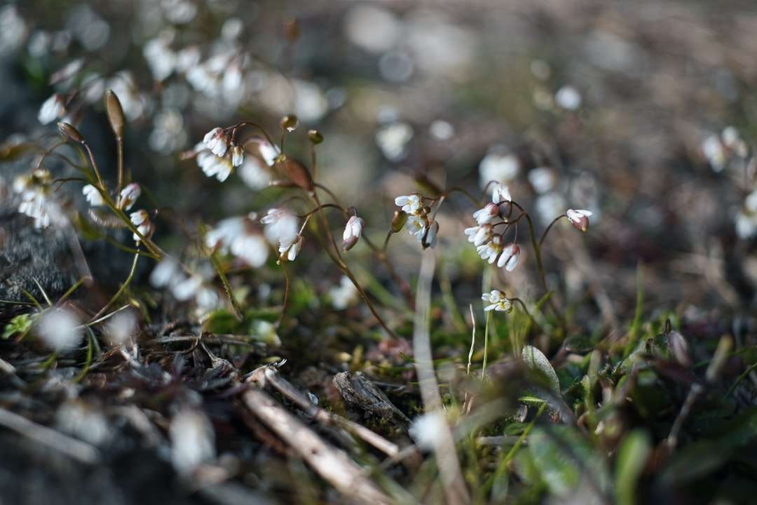 Fleurs blanches sur l'herbe verte puzzle en ligne