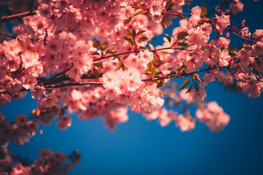 Flor de cerejeira rosa em close-up fotografia puzzle online