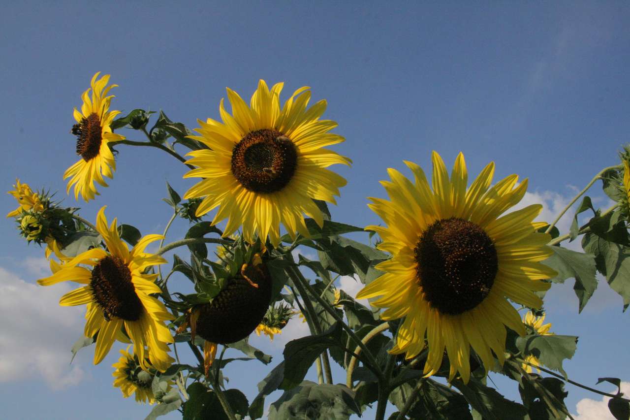 bloeiende zonnebloemen online puzzel