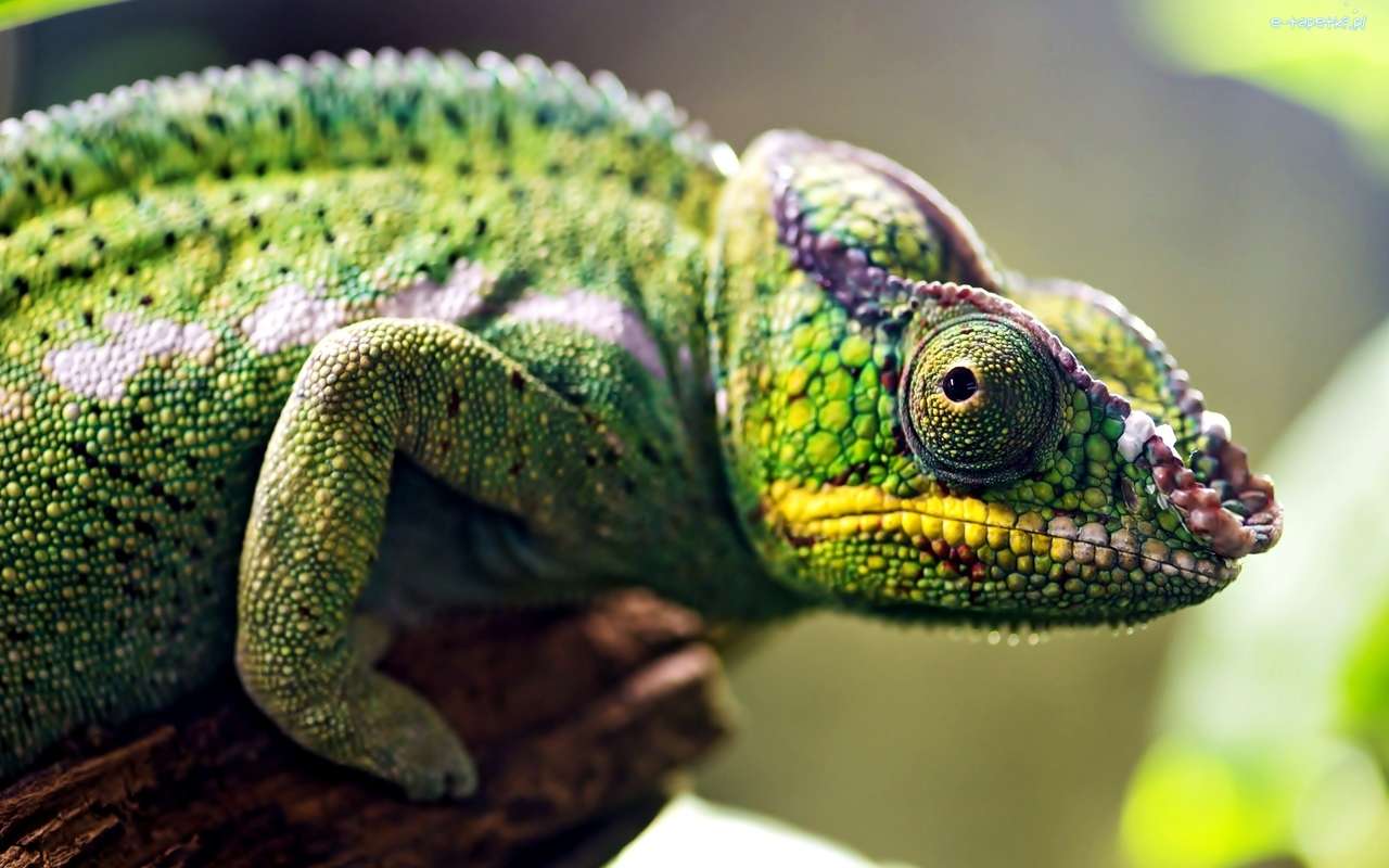 Camaleão verde, lagarto quebra-cabeças online