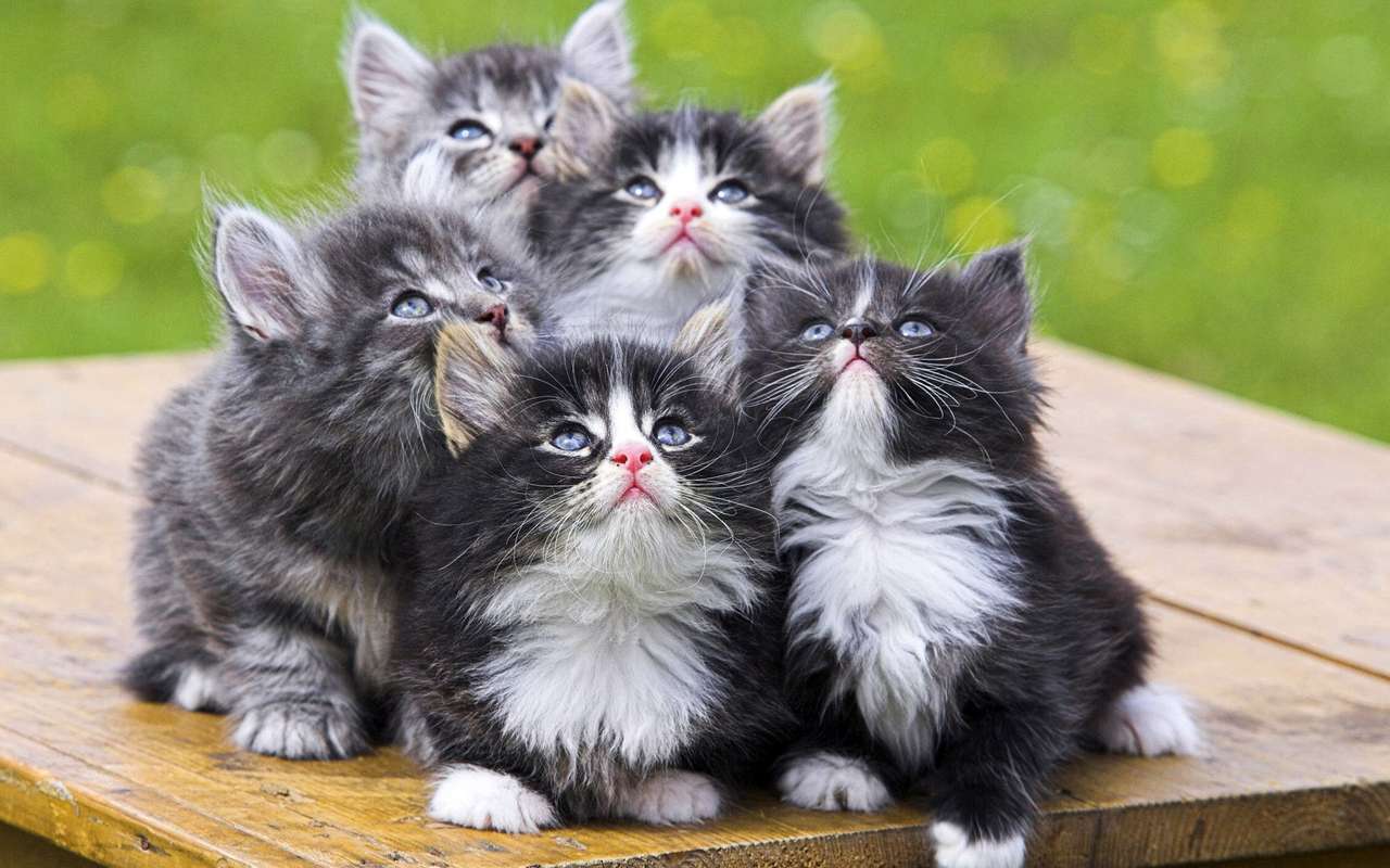 Букет от котки онлайн пъзел
