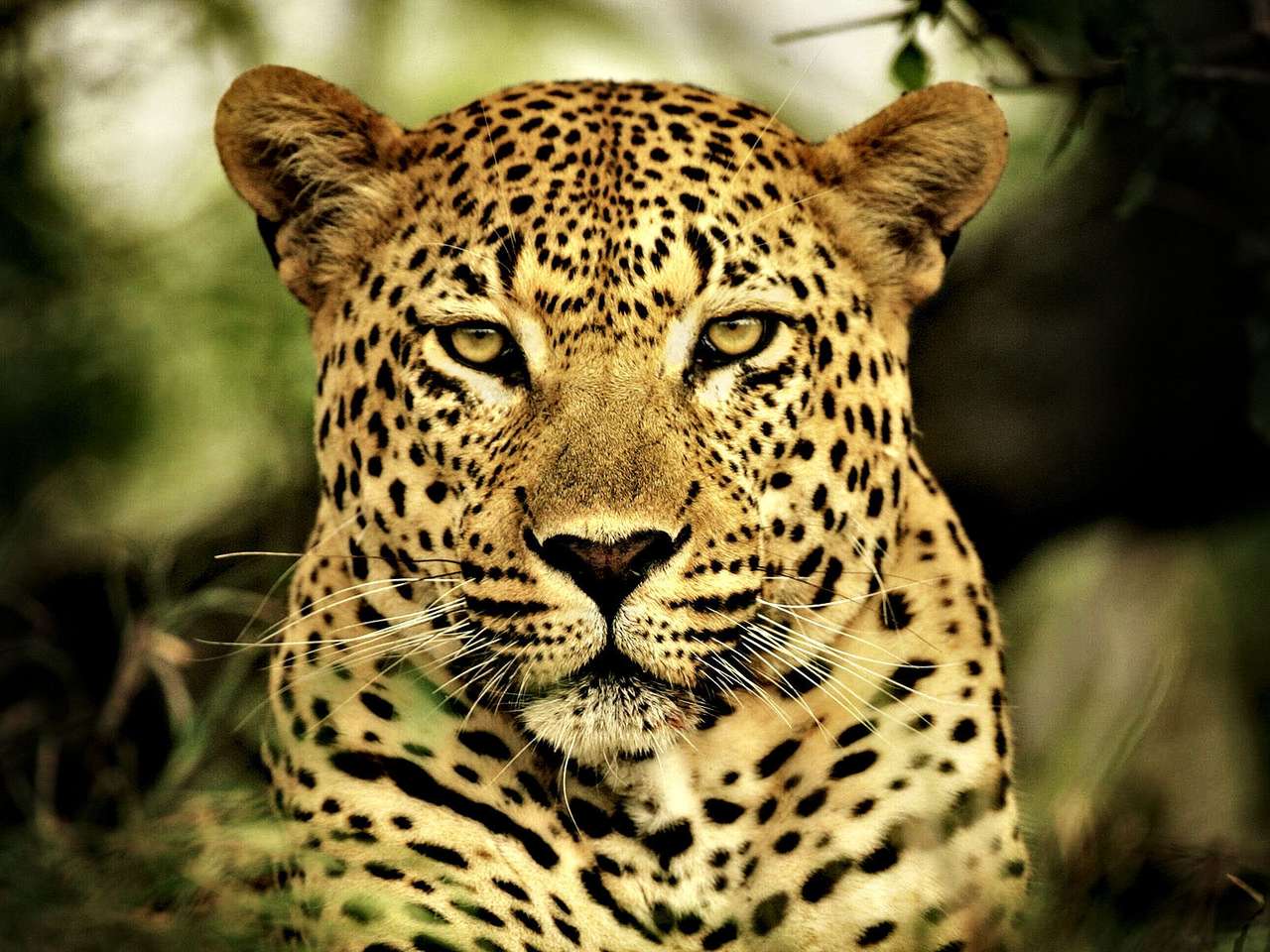 Леопаре на Африка онлайн пъзел