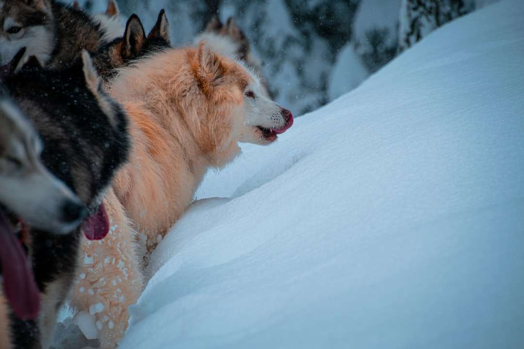 Vit och svart lång belagd hund på snötäckt mark Pussel online