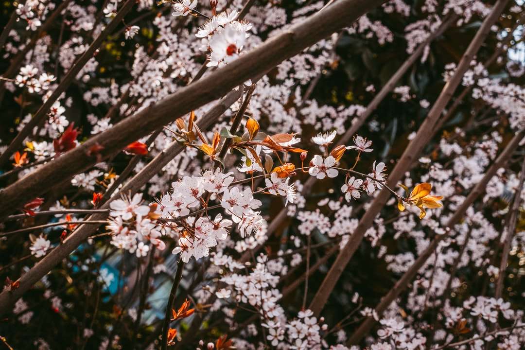 Flor de cerezo blanco en flor durante el día rompecabezas en línea