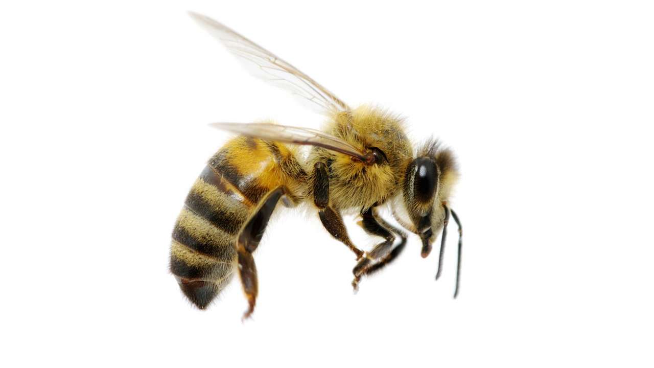Бджола в польоті онлайн пазл