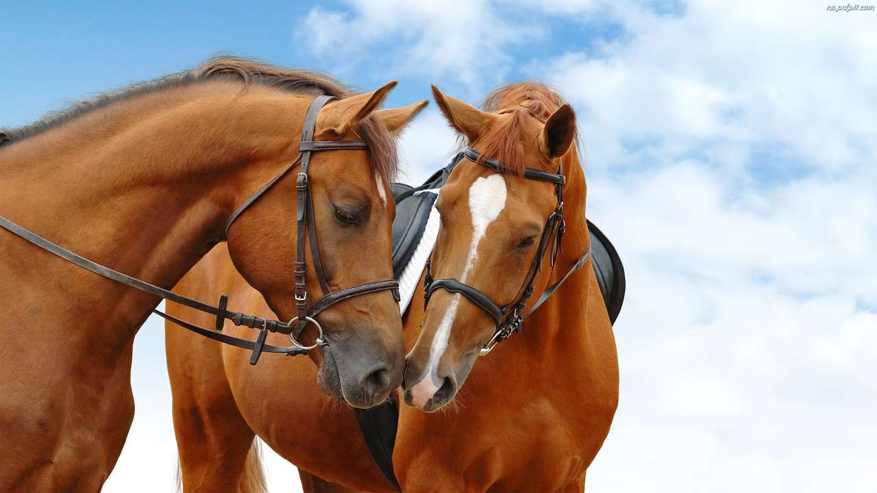 Picture with horses jigsaw puzzle online