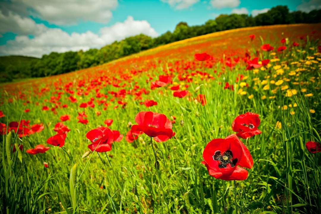 Κόκκινο πεδίο λουλουδιών κάτω από τον μπλε ουρανό κατά τη διάρκεια της ημέρας online παζλ