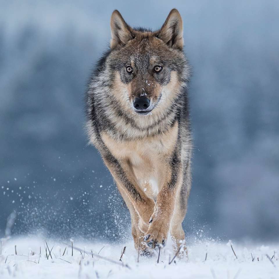 Il lupo selvaggio. puzzle online