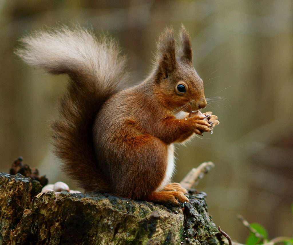 Az erdő mókusa online puzzle