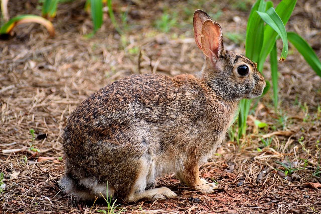 Divoký králík skládačky online
