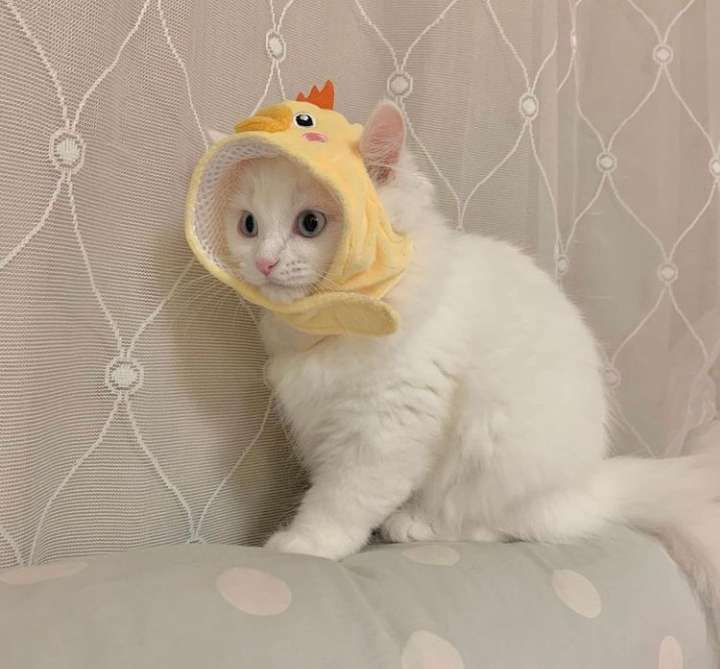 Gatito en una gorra rompecabezas en línea