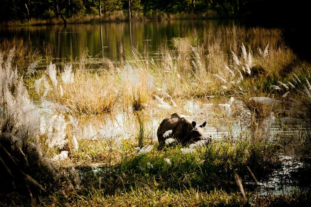 Fekete-fehér tehén a zöld fűmező közelében a tó közelében online puzzle