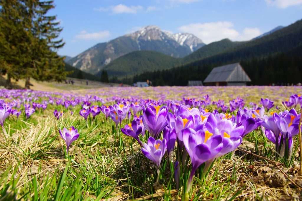 Spring - Puzzle. jigsaw puzzle online