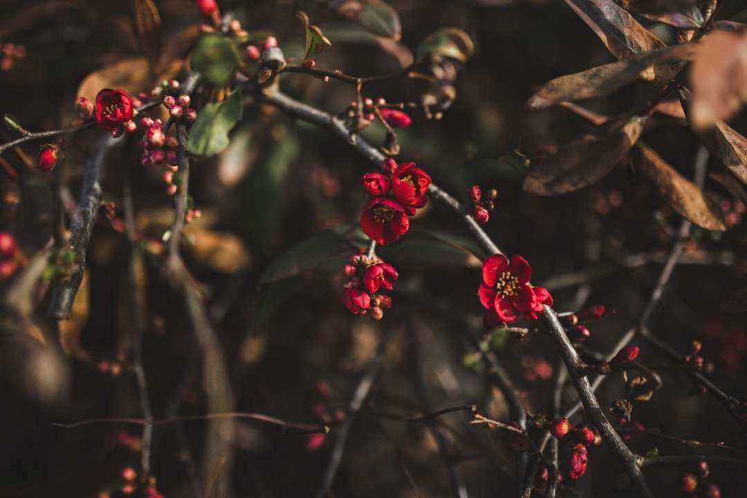 floare roșie în lentilă de schimb de înclinare puzzle online