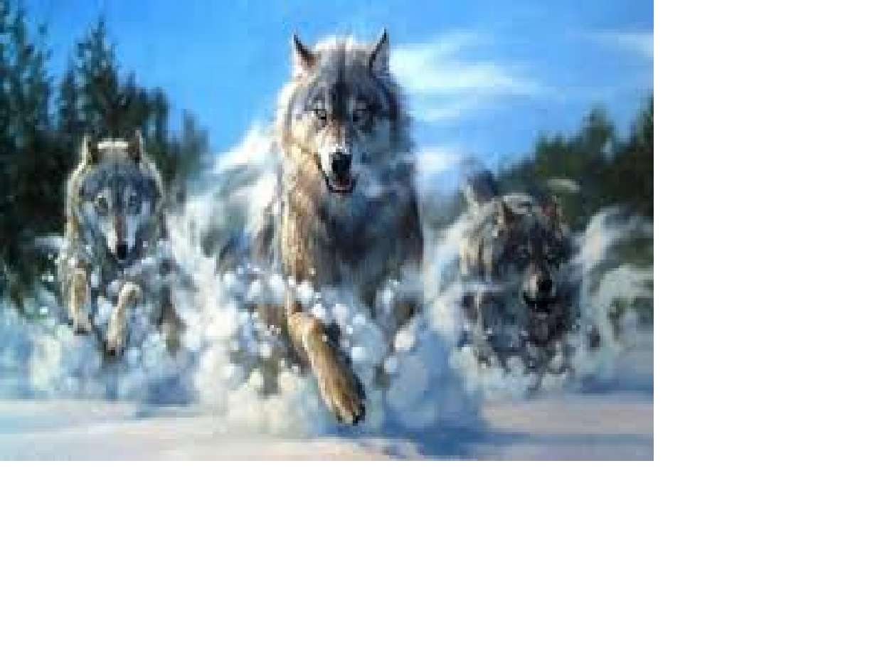 роман «Вовки в дикій природі». пазл онлайн