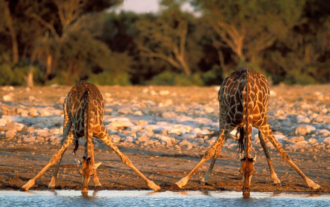 Wildlife: Drinking in the savanna online puzzle