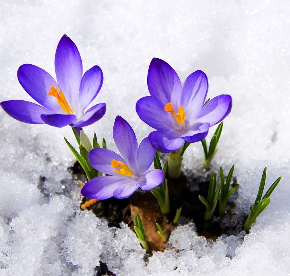 Фіолетові крокуси на снігу онлайн пазл