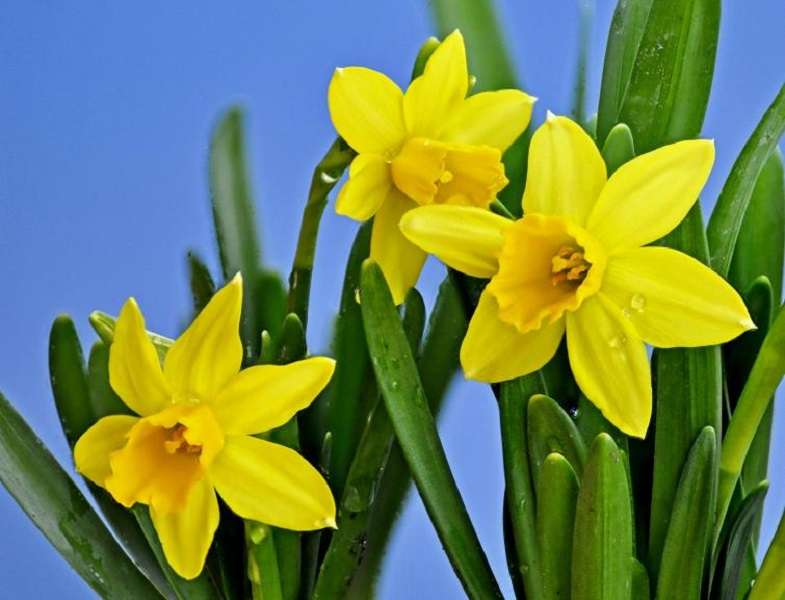 Jonkil / Narcissus pussel på nätet