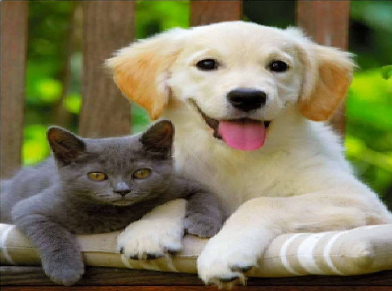Cane e gatto Quanto grandi Bellenes puzzle online