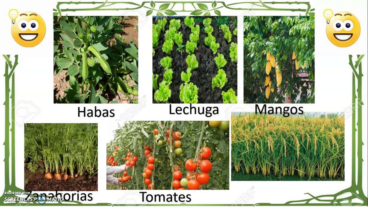 Élelmiszeri növények kirakós online