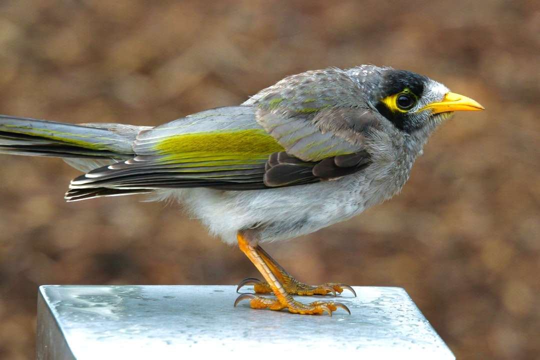 Bílý černý a žlutý pták na bílý dřevěný plot skládačky online