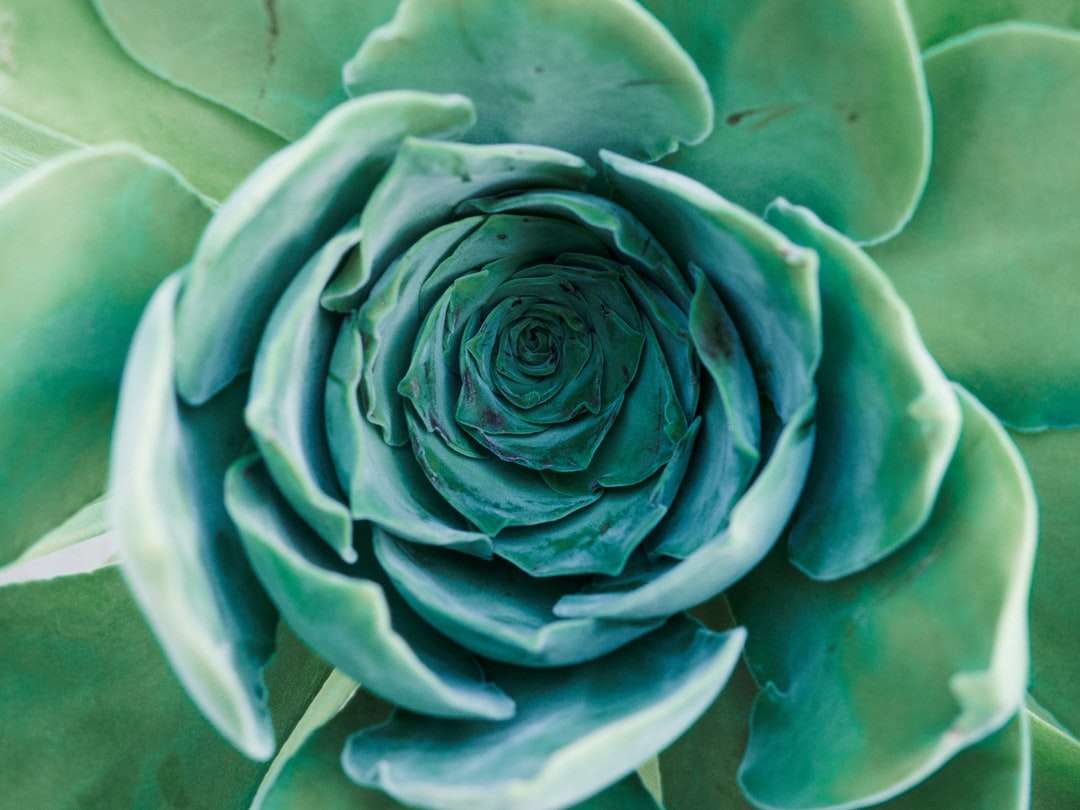 зеленый цветок на фотографии крупным планом пазл онлайн