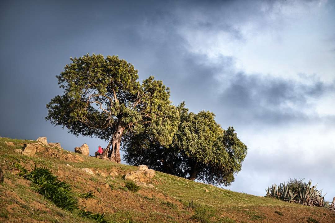 Grüner Baum auf grüner Grasfeld unter bewölktem Himmel Online-Puzzle