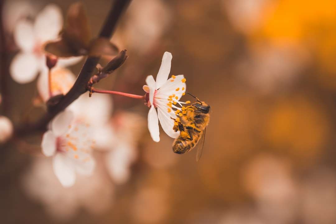 vit körsbärsblomma i blom under dagtid Pussel online