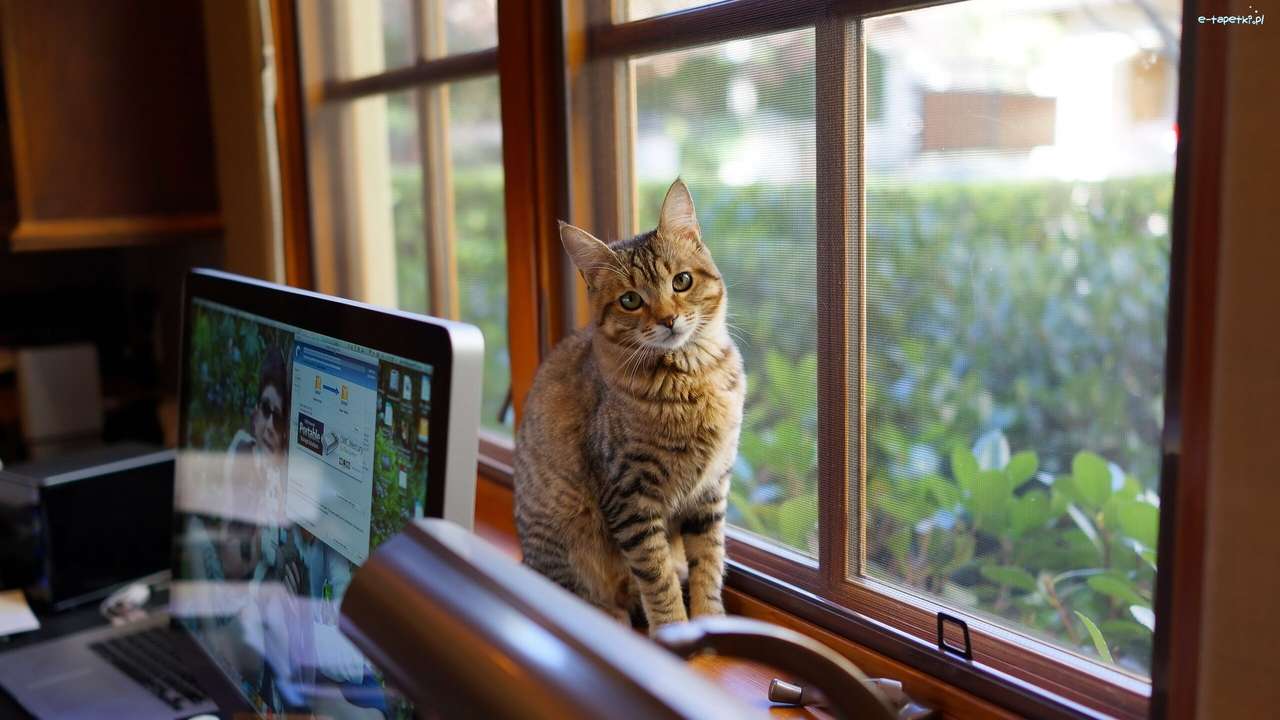 Kotě na parapetu skládačky online