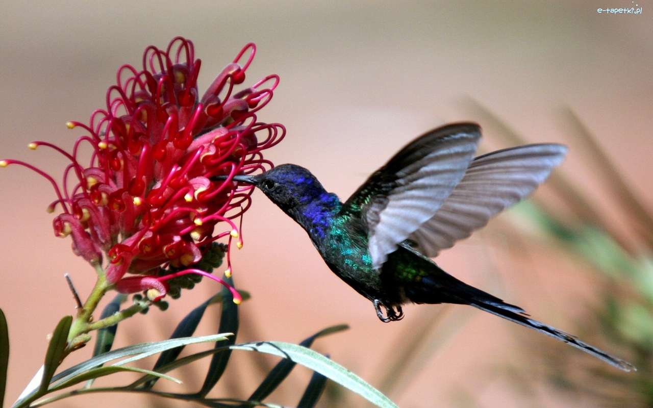 kolibri...... online puzzle