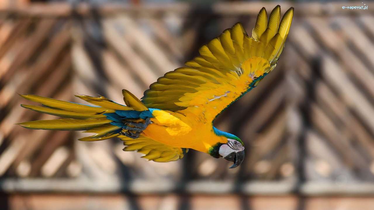 En macaw papegoja i flygning Pussel online