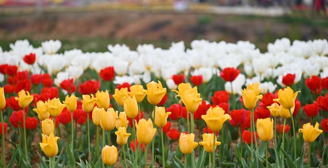 красные и желтые тюльпаны цветут днем онлайн-пазл