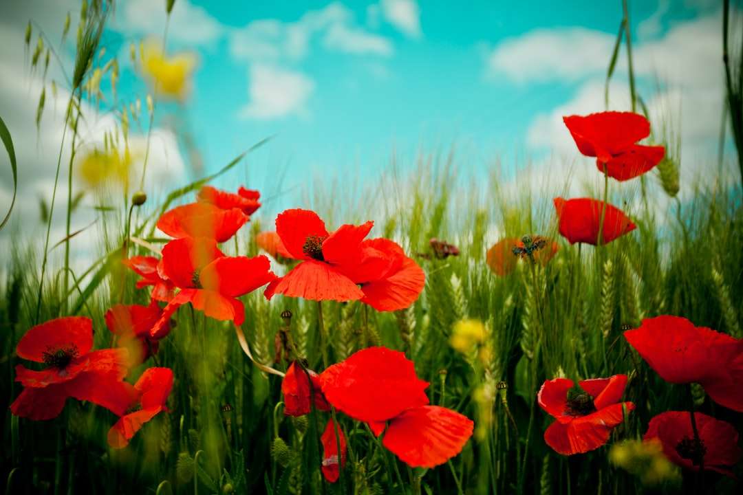 Campo de flor vermelho sob o céu azul durante o dia puzzle online
