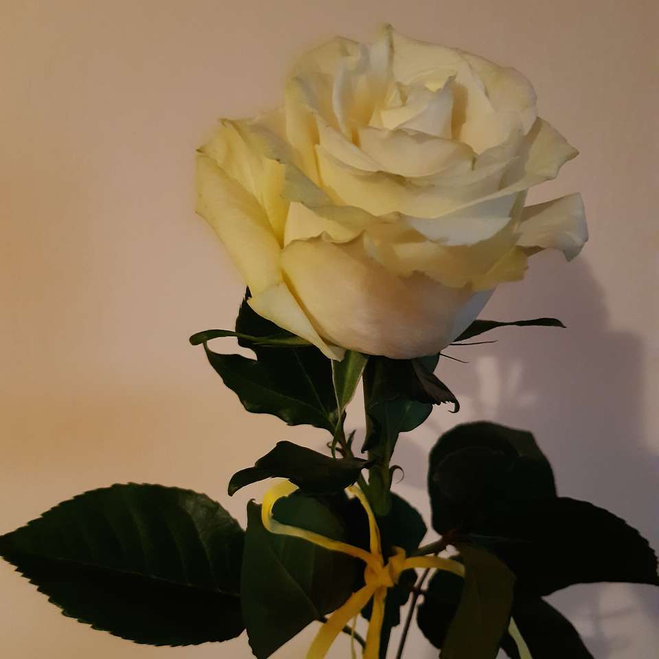 Жълта роза на стенен фон онлайн пъзел