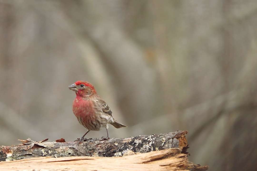Καφέ και κόκκινο πουλί σε καφέ κλαδί δέντρου online παζλ
