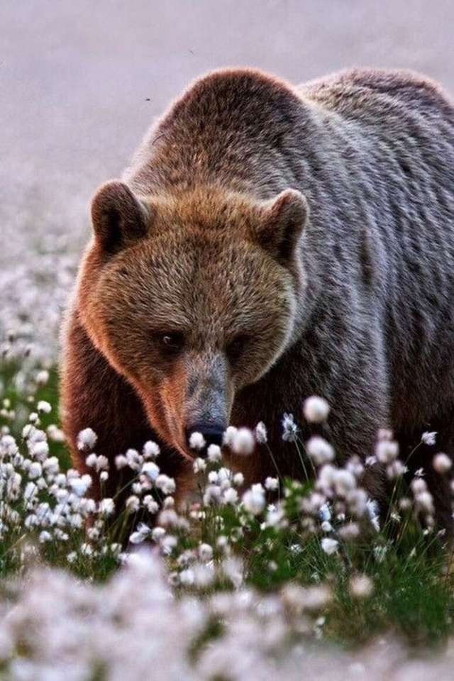 En björn bland blommorna. Pussel online