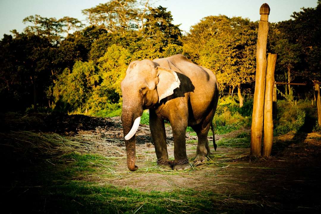 Szürke elefánt a zöld fű mezőben nappaliban kirakós online