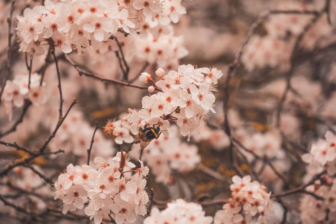 Bílý třešňový květ v detail fotografování skládačky online