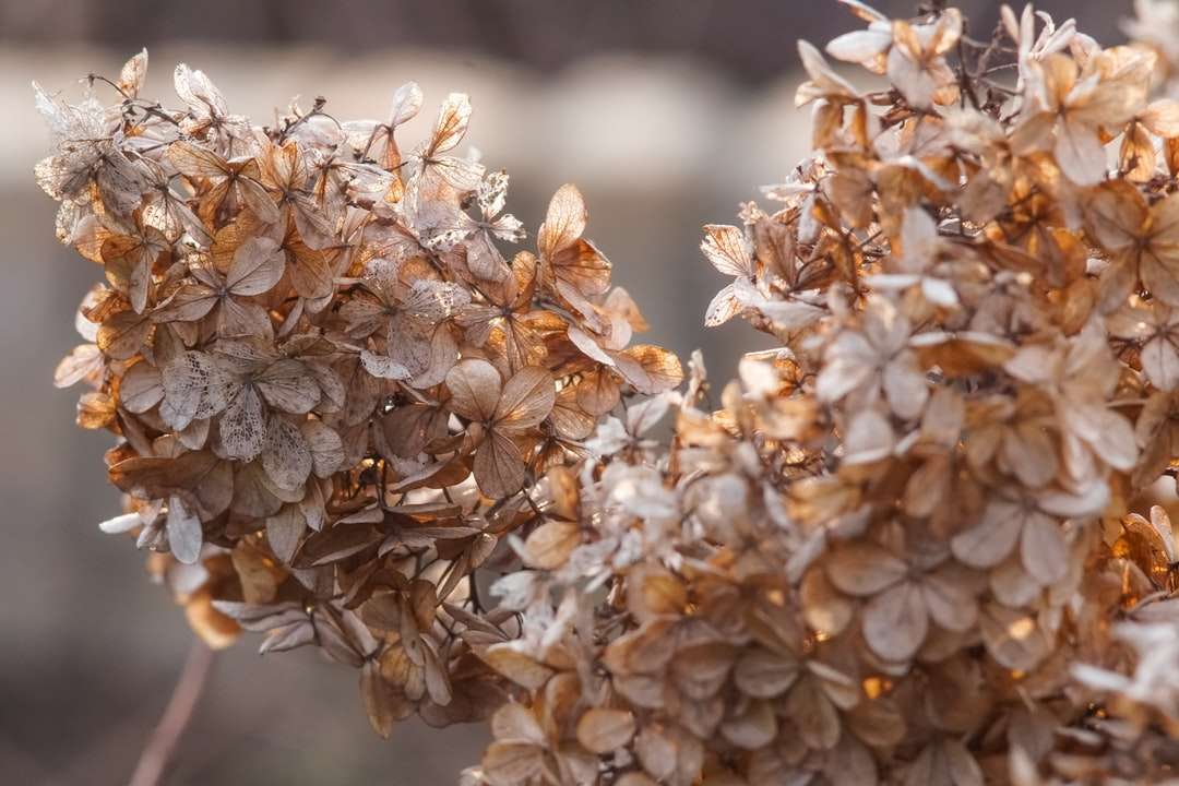 Witte en bruine bloem in tilt shift-lens online puzzel