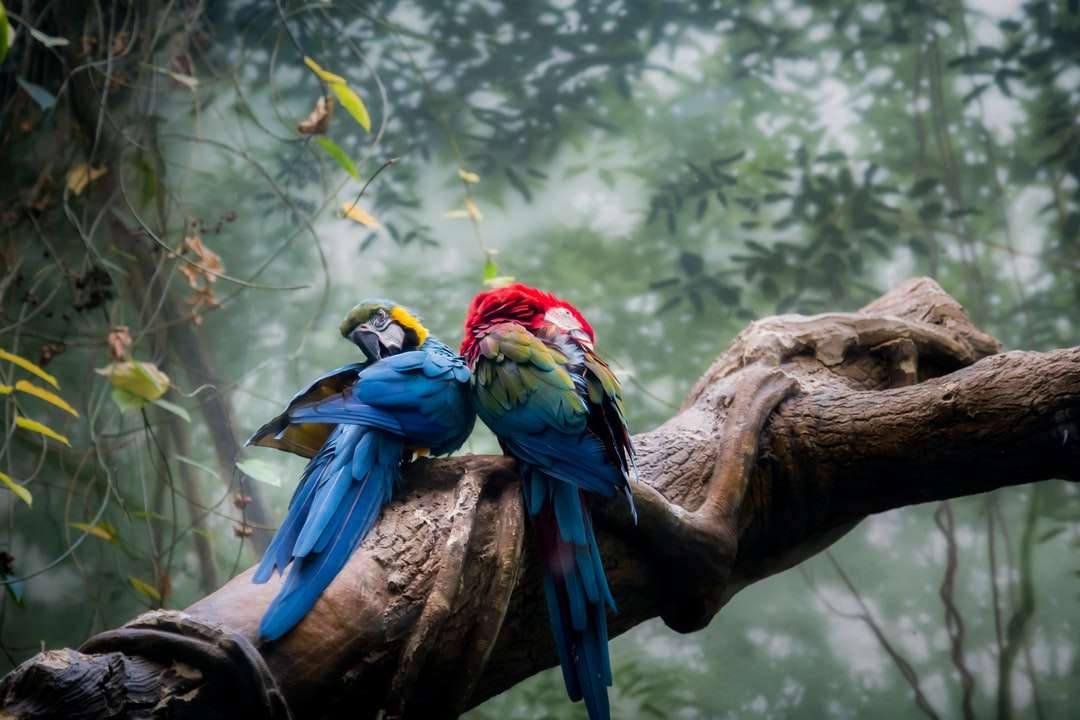Blå gul och röd macaw uppflugen på brun trädgren Pussel online