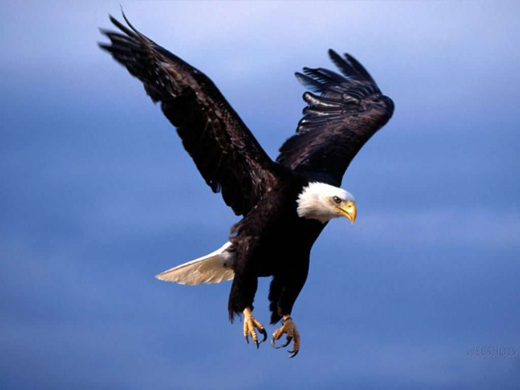 Eagle care zboară puzzle online