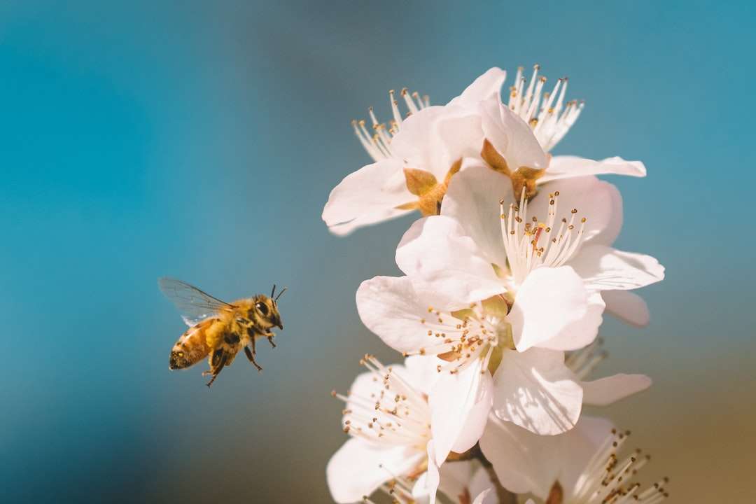 Fekete és sárga méh fehér virágon kirakós online