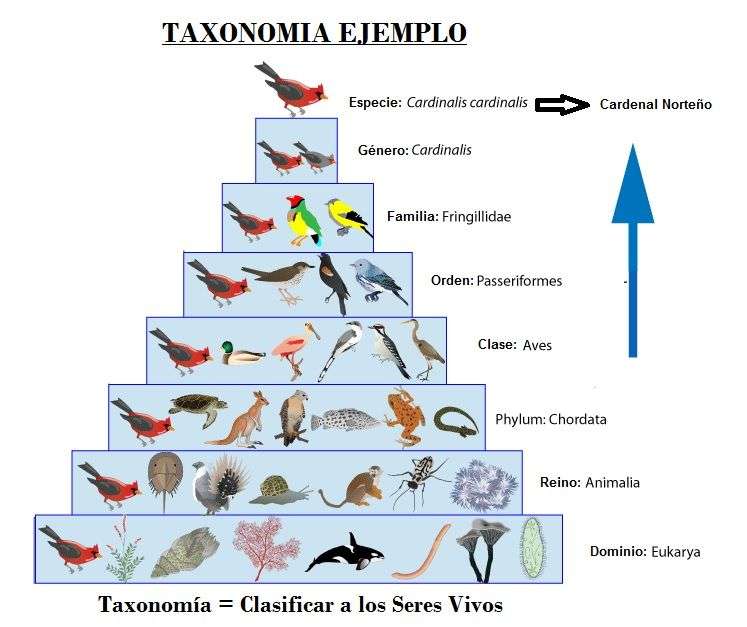 Classificação taxonômica puzzle online