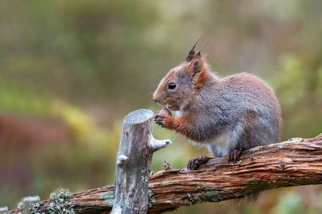 Braunes Eichhörnchen auf braunem Baumstamm Online-Puzzle