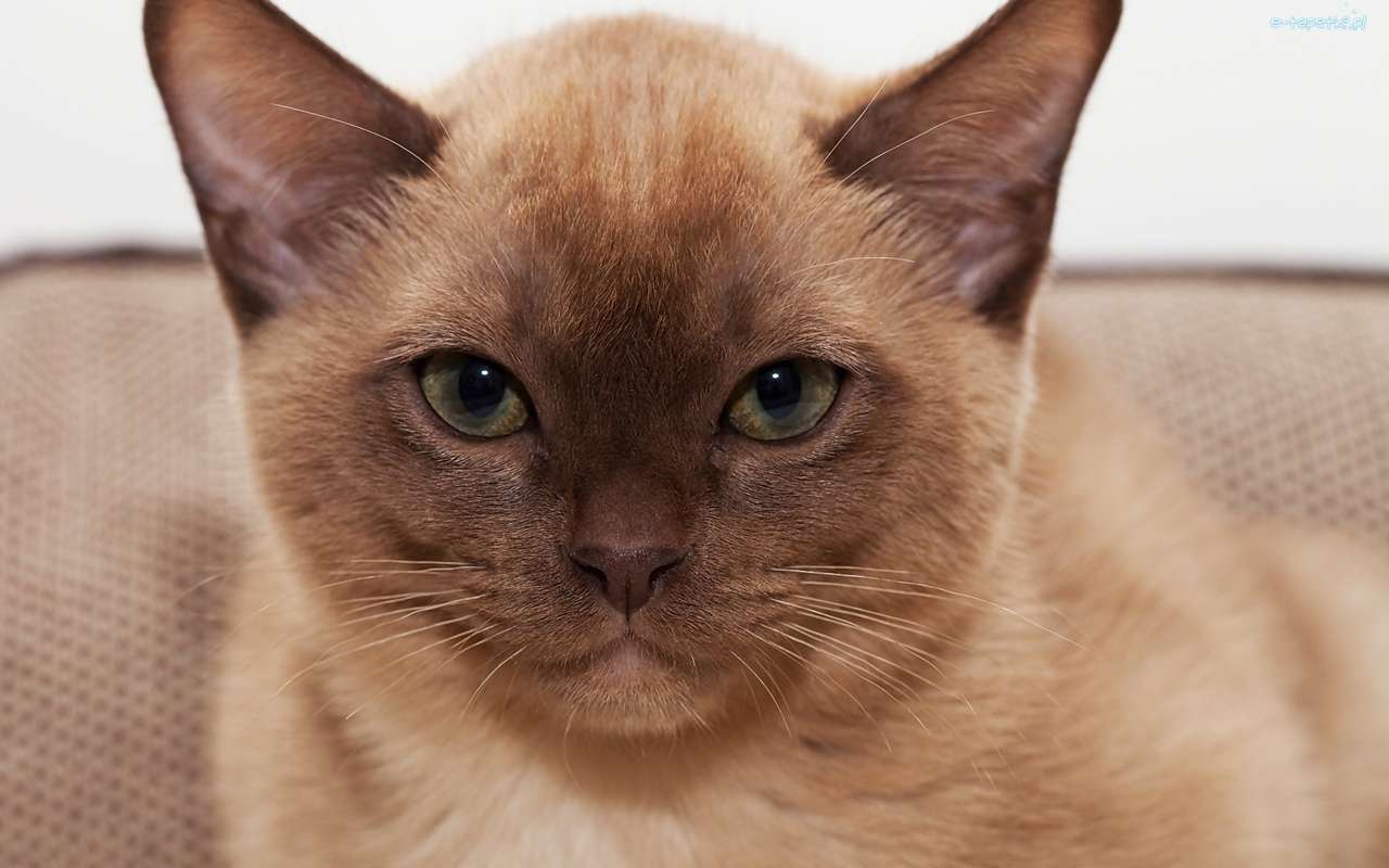 светло-коричневый кот онлайн-пазл